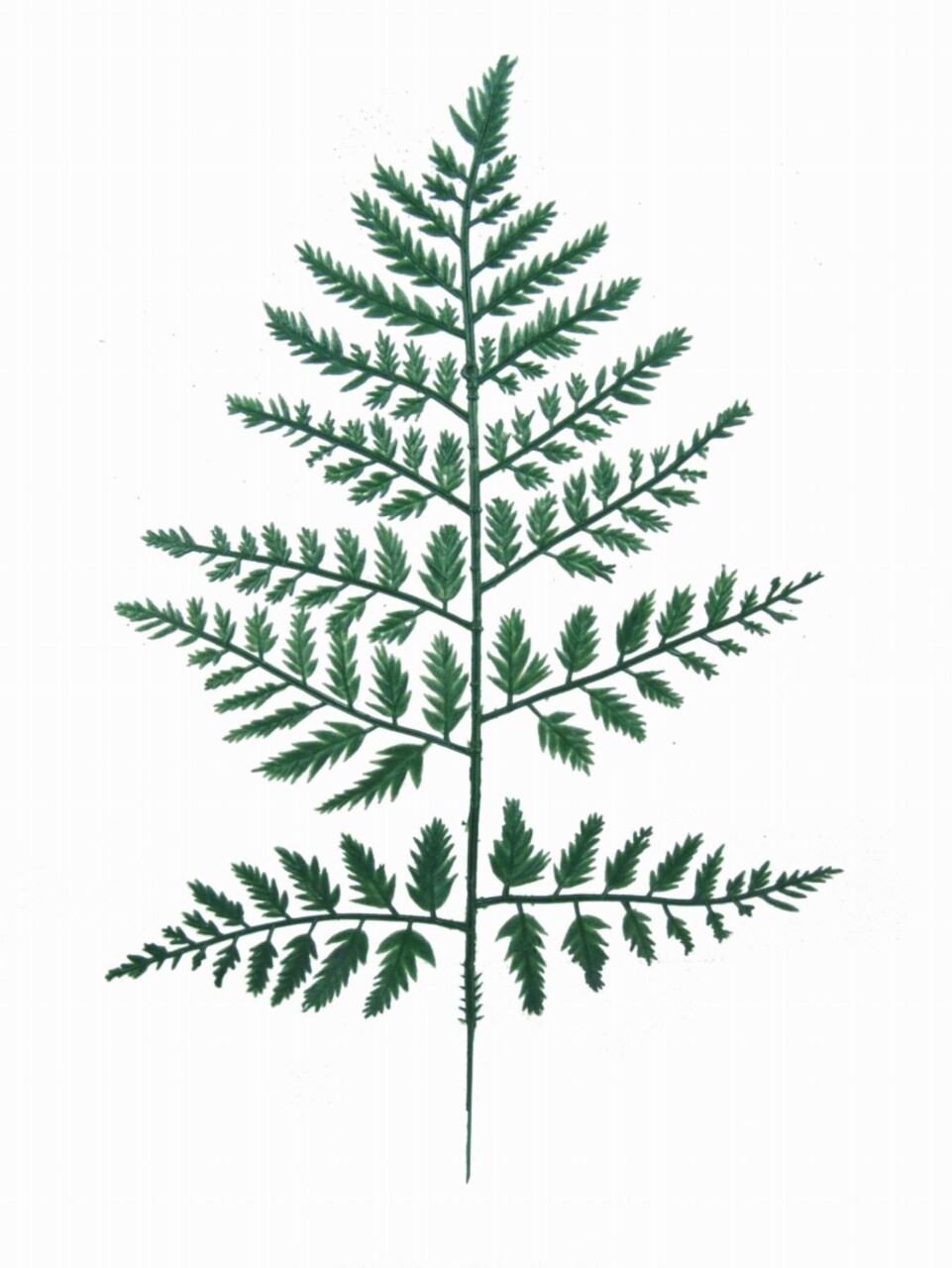 11-Inch Green Leatherleaf - Luxurious & Versatile Home Decor Accent - Popular for Boho, Rustic, and Contemporary Interior Design Styles, Floral Home by Artificial Flowers
